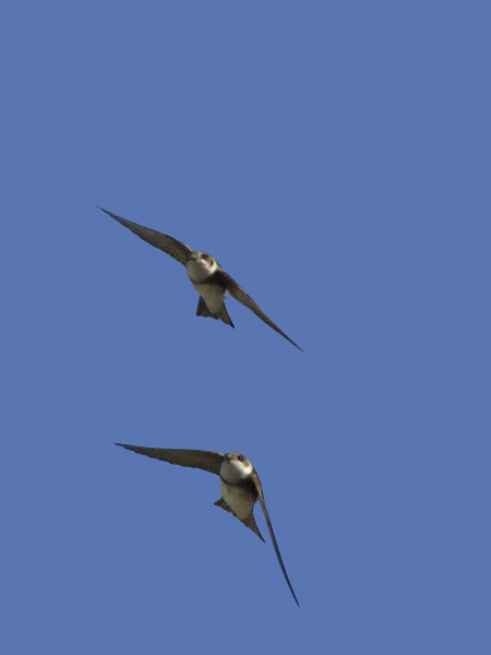 Törmäpääsky, Sand Martin, Riparia riparia